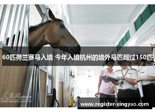 60匹荷兰赛马入境 今年入境杭州的境外马匹超过150匹
